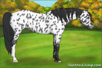 Horse Color:Blue Roan Appaloosa 
