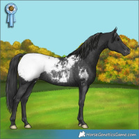 Horse Color:Black Appaloosa Rabicano 