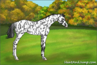 Horse Color:Blue Roan Appaloosa Rabicano 
