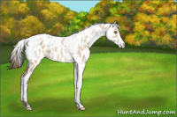 Horse Color:White Spotted Classic Champagne Dun Leopard 
