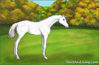 Horse Color:White Spotted Amber Champagne Dun Splash Appaloosa Rabicano 