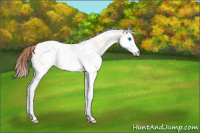 Horse Color:White Spotted Amber Champagne Dun Splash Blanket Rabicano 