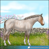 Horse Color:Chocolate Palomino Roan 