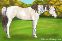Horse Color:White Spotted Amber Champagne Dun Splash Tobiano Rabicano 