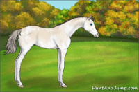 Horse Color:White Spotted Amber Champagne Dun Splash