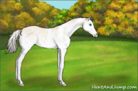 Horse Color:White Spotted Amber Champagne Dun Sabino Splash Rabicano 