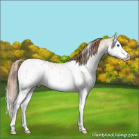 Horse Color:White Spotted Amber Champagne Dun Splash Appaloosa Rabicano 