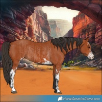 Horse Color:Bay Sabino Rabicano and Bay Sabino Rabicano