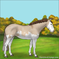 Horse Color:Red Dun Splash  and Red Dun Splash 