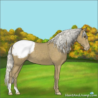 Horse Color:Silver Smoky Black Appaloosa