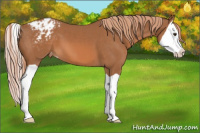 Horse Color:Chestnut Splash Appaloosa 