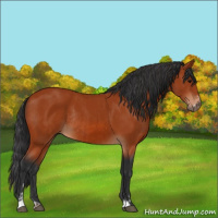 Horse Color:Bay Sabino Rabicano  and Bay Sabino Rabicano 