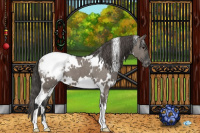 Horse Color:White Spotted Grullo Appaloosa