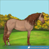 Horse Color:Red Dun 