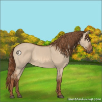 Horse Color:Red Dun 