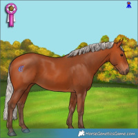 Horse Color:Silver Bay 