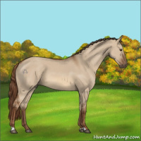 Horse Color:Red Dun 