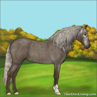 Horse Color:Gray Silver Smoky Blue Roan