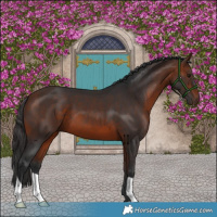 Horse Color:Bay 