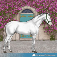 Horse Color:Red Dun Appaloosa Brindle