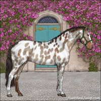 Horse Color:White Spotted Liver Red Dun Appaloosa Brindle