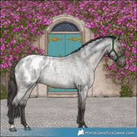 Horse Color:Grullo Roan Appaloosa Rabicano Brindle 