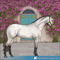 Horse Color:Bay Roan Dun Appaloosa Brindle 