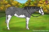 Horse Color:Smoky Blue Roan Splash 