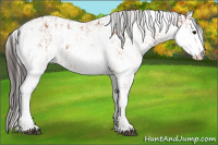 Horse Color:Bay Sabino Rabicano  and Amber Champagne Sabino Rabicano 