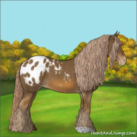 Horse Color:Chocolate Palomino Appaloosa 