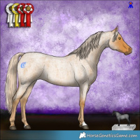 Horse Color:Palomino Roan 