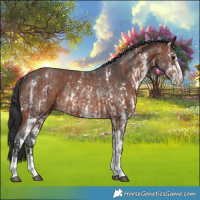 Horse Color:Bay Sabino Rabicano  and Brown Sabino Rabicano 
