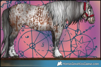 Horse Color:Brown Sabino Rabicano  and Gray Brown Sabino Rabicano 