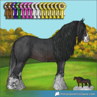 Horse Color:Brown Sabino Rabicano  and Brown Sabino Splash Rabicano 