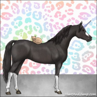 Horse Color:Smoky Blue Roan 