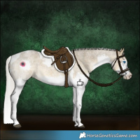 Horse Color:Silver Buckskin Roan Dun Splash Tobiano 