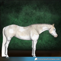 Horse Color:Silver Buckskin Roan Dun Splash Tobiano
