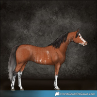 Horse Color:Bay Sabino Rabicano and Bay Sabino Splash Rabicano