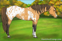 Horse Color:Buckskin Sabino Near Leopard Rabicano  and Buckskin Sabino Blanket Rabicano 