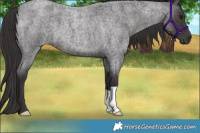 Horse Color:Smoky Blue Roan 