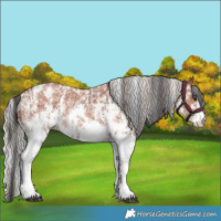 Horse Color:Bay Sabino Rabicano and Silver Bay Sabino Rabicano
