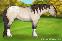Horse Color:Bay Roan Dun Appaloosa 