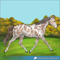 Horse Color:Red Dun Sabino Appaloosa 