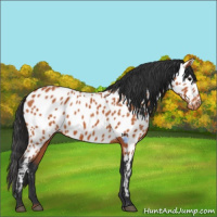 Horse Color:Bay Near Leopard 