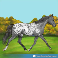 Horse Color:Black Appaloosa 