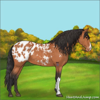Horse Color:Bay Appaloosa 