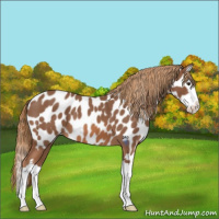 Horse Color:Red Roan Sabino Splash Appaloosa 