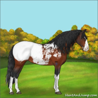 Horse Color:Bay Sabino Splash Snowcap 