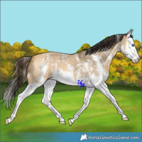 Horse Color:Buckskin Dun Sabino Splash 