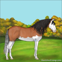 Horse Color:Bay Splash 